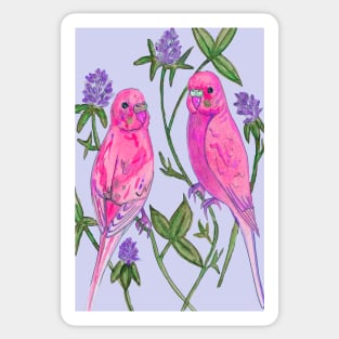 Pink budgies Sticker